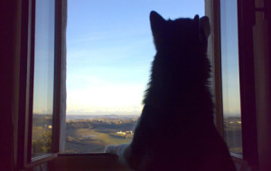 Cascina rosa b&b is 100% Dog Welcome
