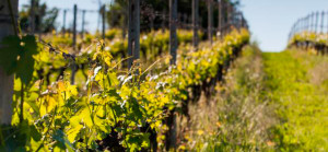 Vigna Dario Rappellino - Cascina rosa b&b