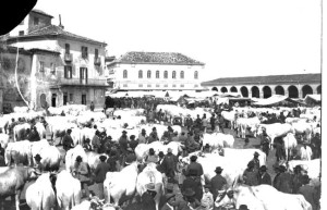 Buoi in piazza a Moncalvo ad inizio '900 - fondo fotografico Parvaux