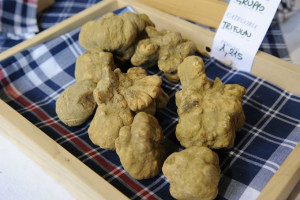 Tartufi bianchi di Moncalvo - Monferrato