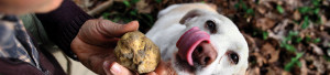 Trifolao in azione - Fiera del tartufo di Moncalvo