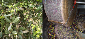 Olio d'oliva del Monferrato - Cascina rosa b&b