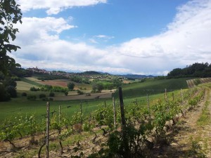 Vigne Poderi Girola in Calliano Monferrato