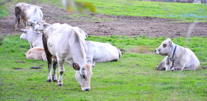 Razza Fassone Piemontese - Monferrato