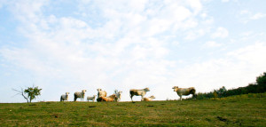 Al pascolo sulla collina di fronte Cascina rosa b&b - Allevamento Micco