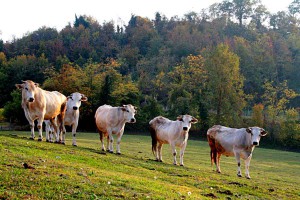 Fassone Piemontese al pascolo - Micco