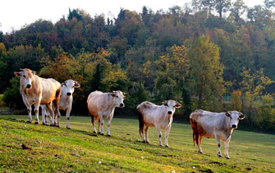 Fassone Piemontese al pascolo - Micco